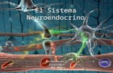 El Sistema nervioso1.14.pptx