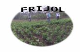 Presentación Del Cultivo de Frijol(Phaseolus Vulgaris)