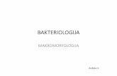 BAKTERIOLOGIJA - MAKROMORFOLOGIJA