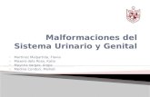 Malformaciones del Sistema Urinario y Genital.pptx