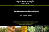 Clase 16 2014 Las plantas como biorreactores.pdf