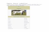 Equus Ferus Caballus