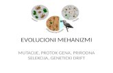 Evolucioni mehanizmi