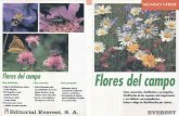 Flores Del Campo