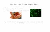 Bacterias Gram