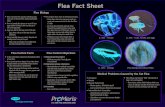 Prom Eris Flea Fact Sheet