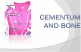 Cementum and Bone