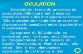 3 Ovulation