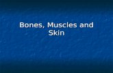 8th Grade- Biology- Bones, Muscles and Skin