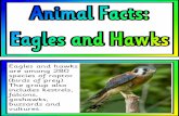 Eagle Hawk Animal Facts