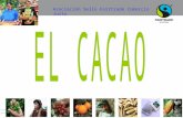 2011 Cacao Basico Web