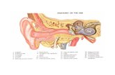 Gambar Anatomi Ear