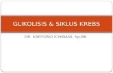 Bmd - Glikolisis & Siklus Krebs