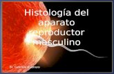 Histologia Del Aparato Reproductor Masculino Expo