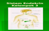 Pleno Kel 3-Sistem Endokrin