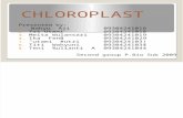 Kloroplas Fix