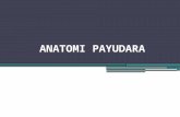 ANATOMI PAYUDARA - Copy.pptx