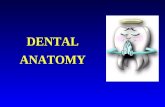 1 Dental Anatomy Ok
