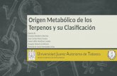 Origen Metabolico de Los Terpenos y Su Clasificacion