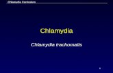 Chlamydia Slides