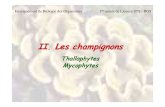 Champignons Thallophytes Mycophytes