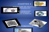 biology notes on microbodies flagella and cilia