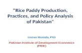 Rice Paddy Production, PracticRice Paddy Production, Practices, and Policy Analysis of Pakistanes, And Policy Analysis of Pakistan