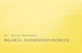 Malaria Plasmodium Knowlesi