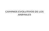 Caminos Evolutivos de Los Animales
