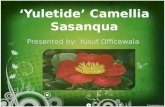 Yuletide Camellia landscape