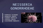 Neisseria Gonorrhoeae Presentacion Termi