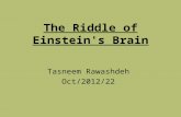 The Riddle of Einstein's Brain