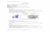 45175086 Resumo Parasitologia Medica Protozoarios