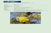 Ipê Amarelo da Mata - Tabebuia serratifolia.pdf