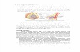 Anatomi Dan Histologi Payudara