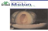 Descriptors for Melon Cucumis Melo L. 906