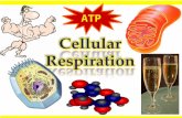 Mitochondria Cellular Respiration