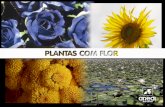 Plantas Sem Flor