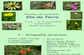 Plantas Do Herbario - Saída de Campo - Dia Da Terra