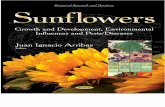 Sunflowers 2014