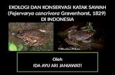 Ekologi dan Konservasi Katak Sawah di Indonesia