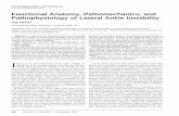 Pathophysiology of Lateral Ankle Instability