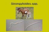 Strongyloides spp.ppt