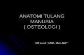 2. Anatomi Tulang Manusia ( Osteologi )