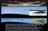 Calosoma abbreviatum