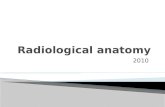 Anatomie radiologica
