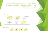 Gametogenesis, Ovulasi Fertilisasi, Implantasi, &