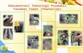 Dokumentasi Teknologi Produksi Tanaman Tomat