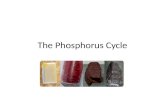 The Phosphorus Cycle (1)