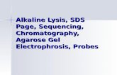 Alkaline Lysis, SDS Page,Sequencing, Chromatography,